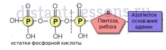 Азотистое основание рибоза остаток. Остатки фосфорной кислоты в ДНК И РНК. Остаток фосфорной кислоты ДНК. Остаток фосфорной кислоты формула. Остатки фосфорной кислоты.