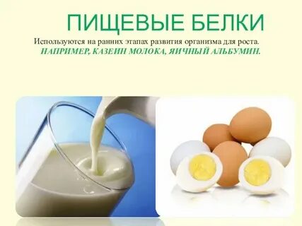Яичный альбумин какой белок