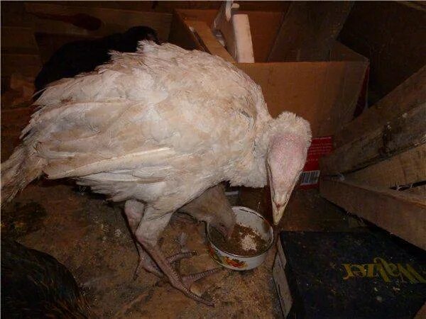 Индюшата пищат