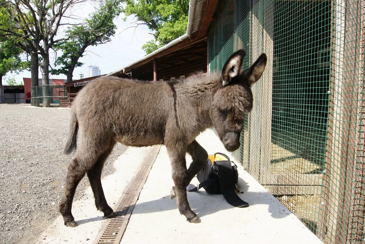 Зоопарк в турции анталия. Зоопарк представляет. Станица голубицкая зоопарк лукоморье. Зоопарк представляет. Самарский зоопарк.
