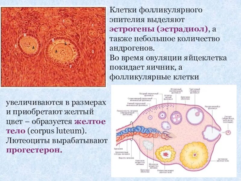 Эпителий фолликулов щитовидной железы. Фолликулярные клетки яичника секретируют. Коллоид фолликулярный эпителий. Фолликулярный эпителий фолликула. Находится в фолликуле