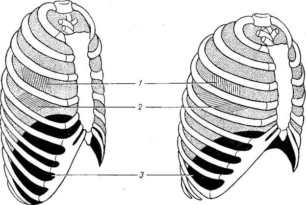 Наружные межреберные мышцы при вдохе и выдохе. 1) Наружные межреберные мышцы. Межреберные мышцы и диафрагма. Мышцы диафрагмы грудной клетки.