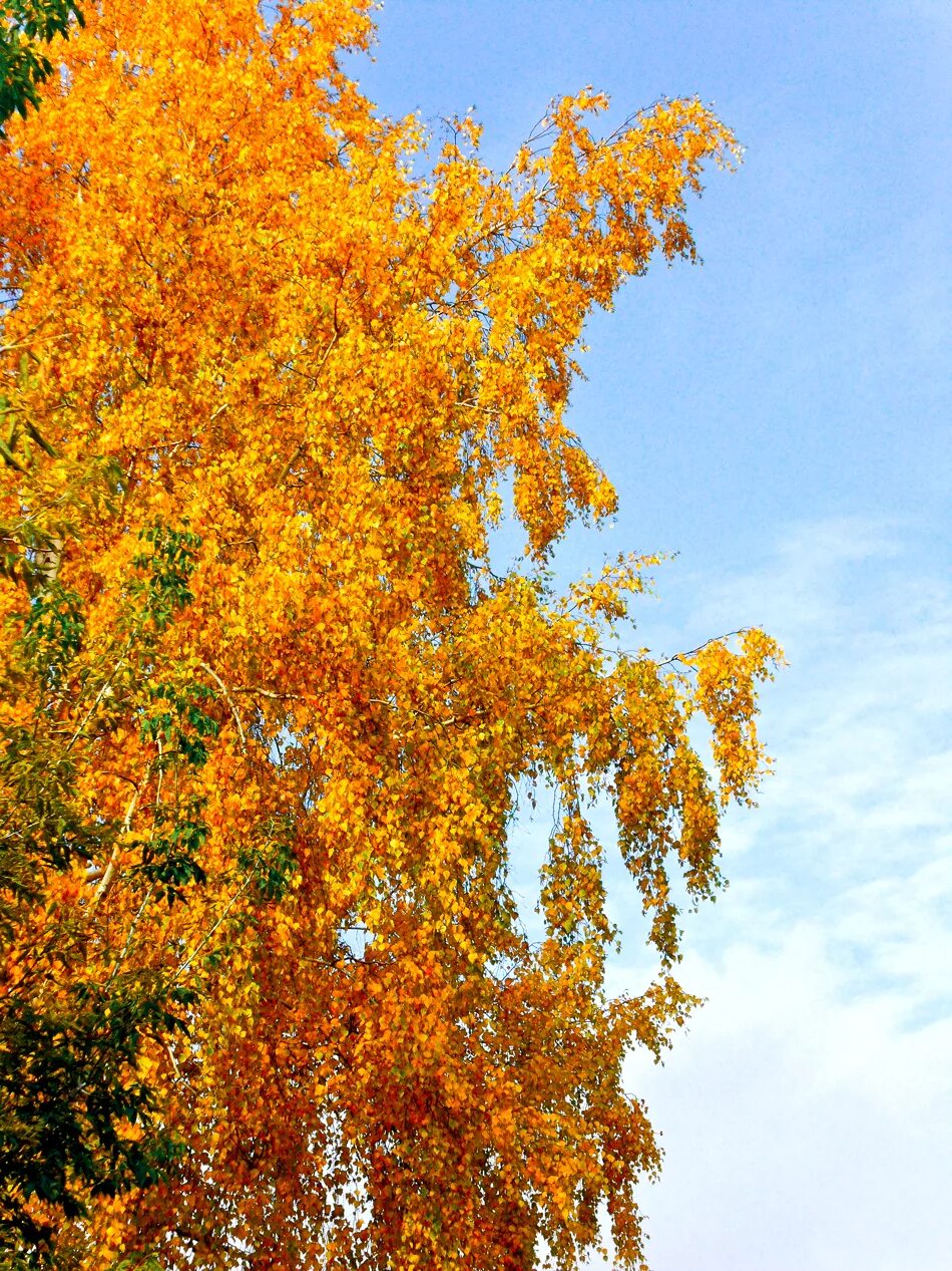 Пожелтели березки. Береза желтая (Betula costata). Желтая береза дальнего Востока. Береза желтая Уссурийский. Береза осенью.