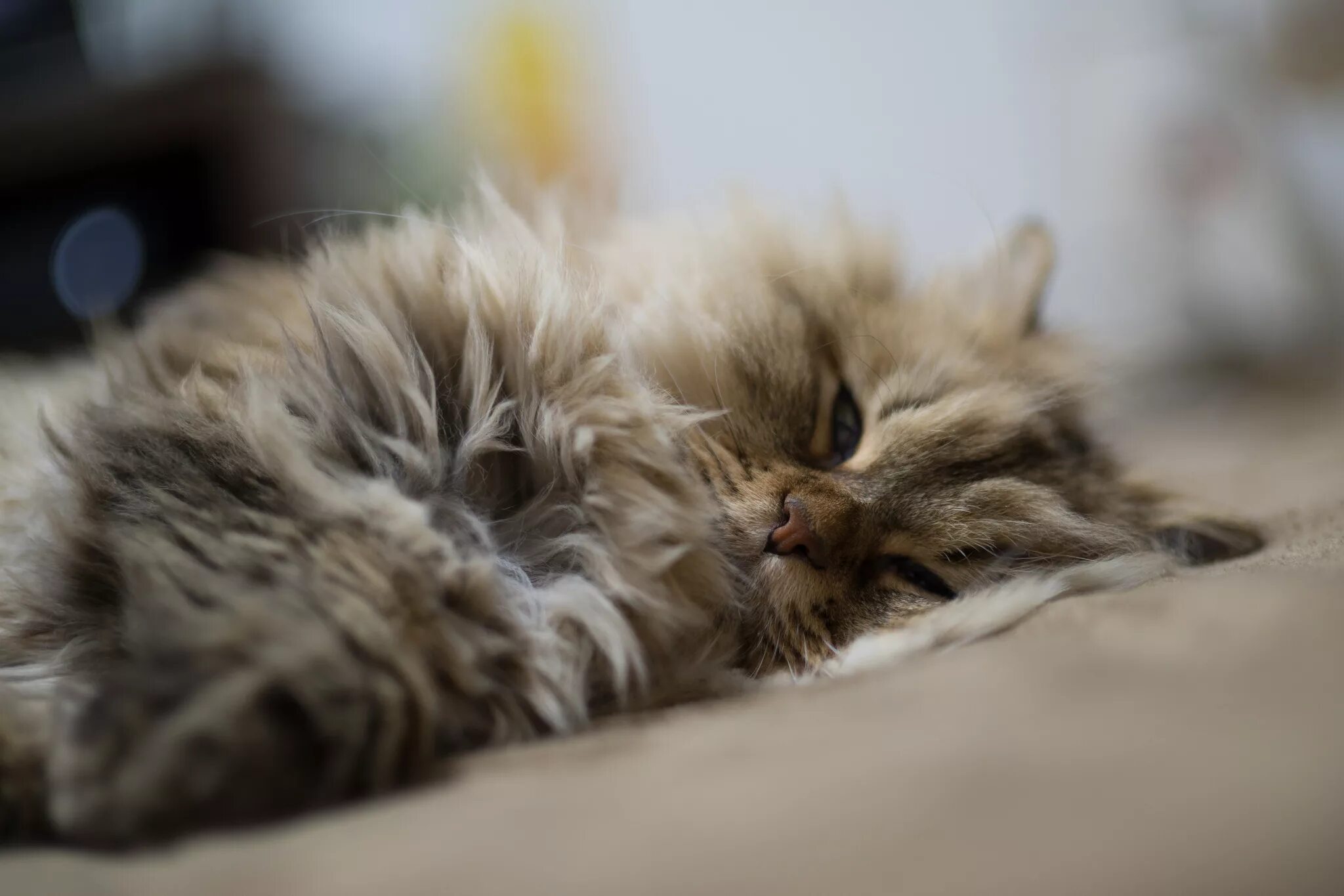 Спящие котята. Спящий пушистый кот. Пушистые котята.