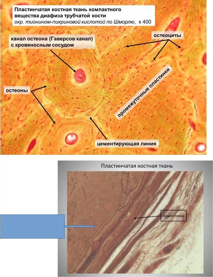 Пластинчатая костная ткань диафиза. Пластинчатая костная ткань компактное вещество диафиза. Пластинчатая костная ткань гистологический препарат. Поперечный срез трубчатой кости гистология.