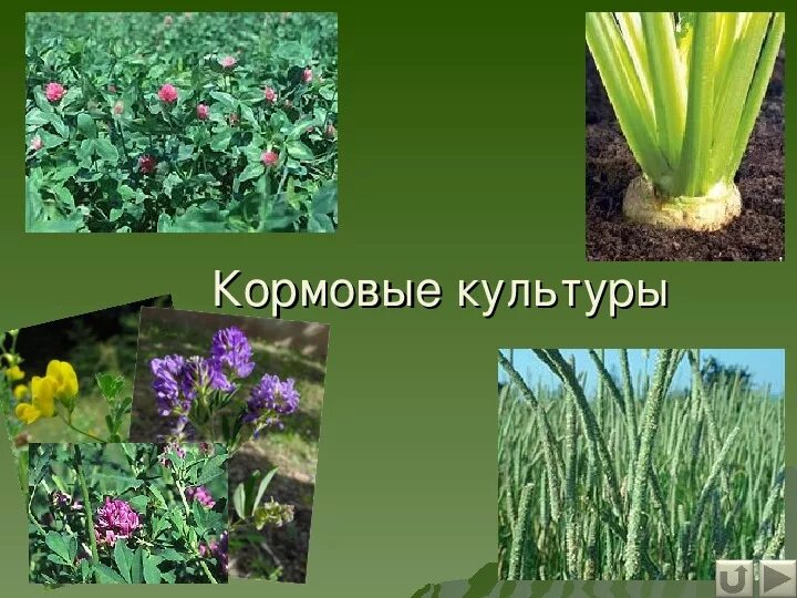 Какое растение выращивают на корм животным. Кормовые культуры. Культурные растения кормовые культуры. Кормовые культуры растений названия. Кормовые культуры кормовые растения.