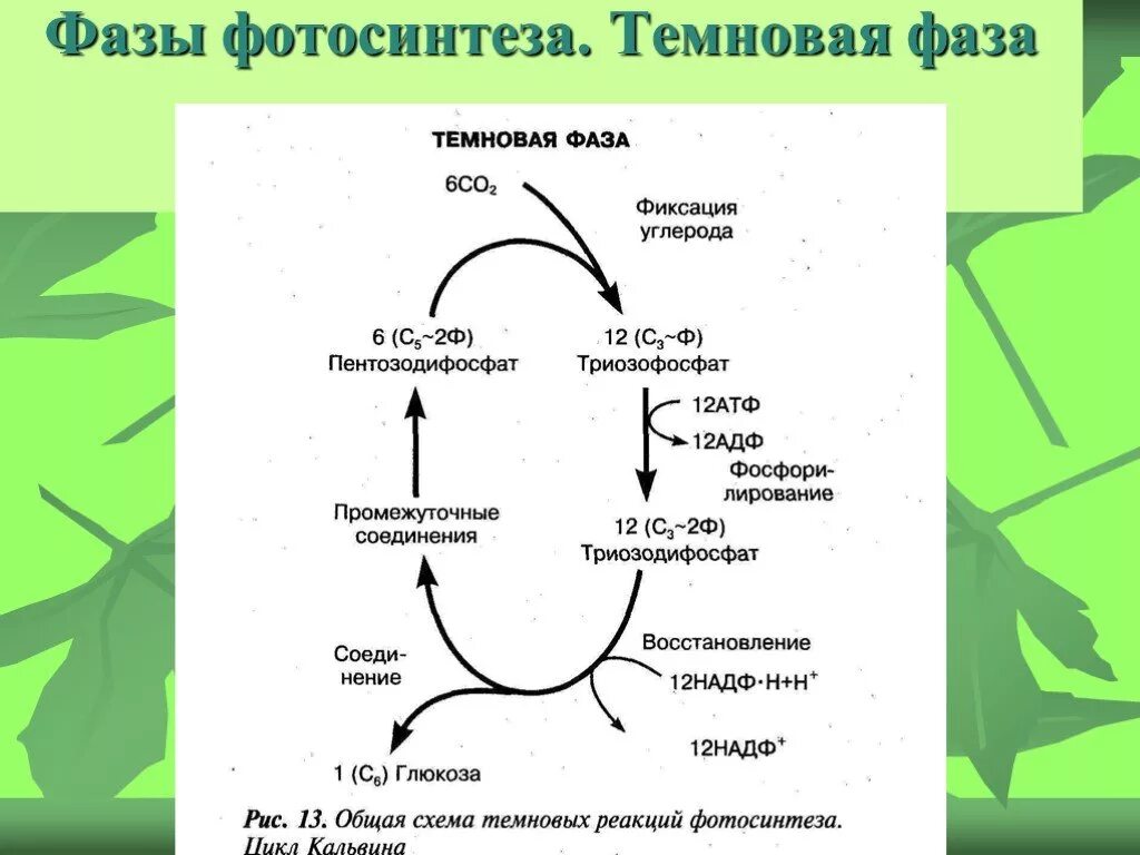 Темновая фаза процесса фотосинтеза