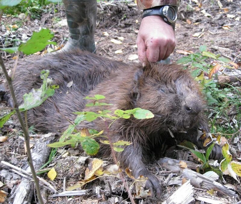 Для чего нужны бобры. Для чего нужны бобры в природе. Ворон бобра. Ворон и бобер.