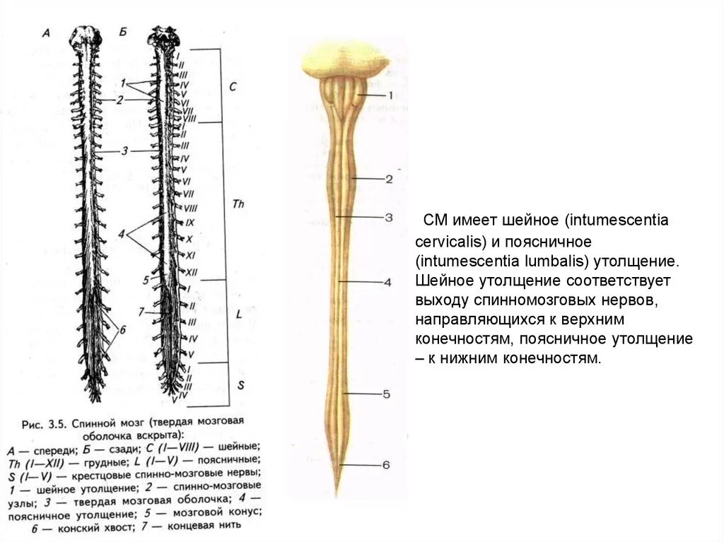 Шейное и поясничное утолщение спинного мозга. Шейное утолщение спинного мозга. Шейное и пояснично крестцовое утолщение спинного мозга. Строение спинного мозга утолщения.