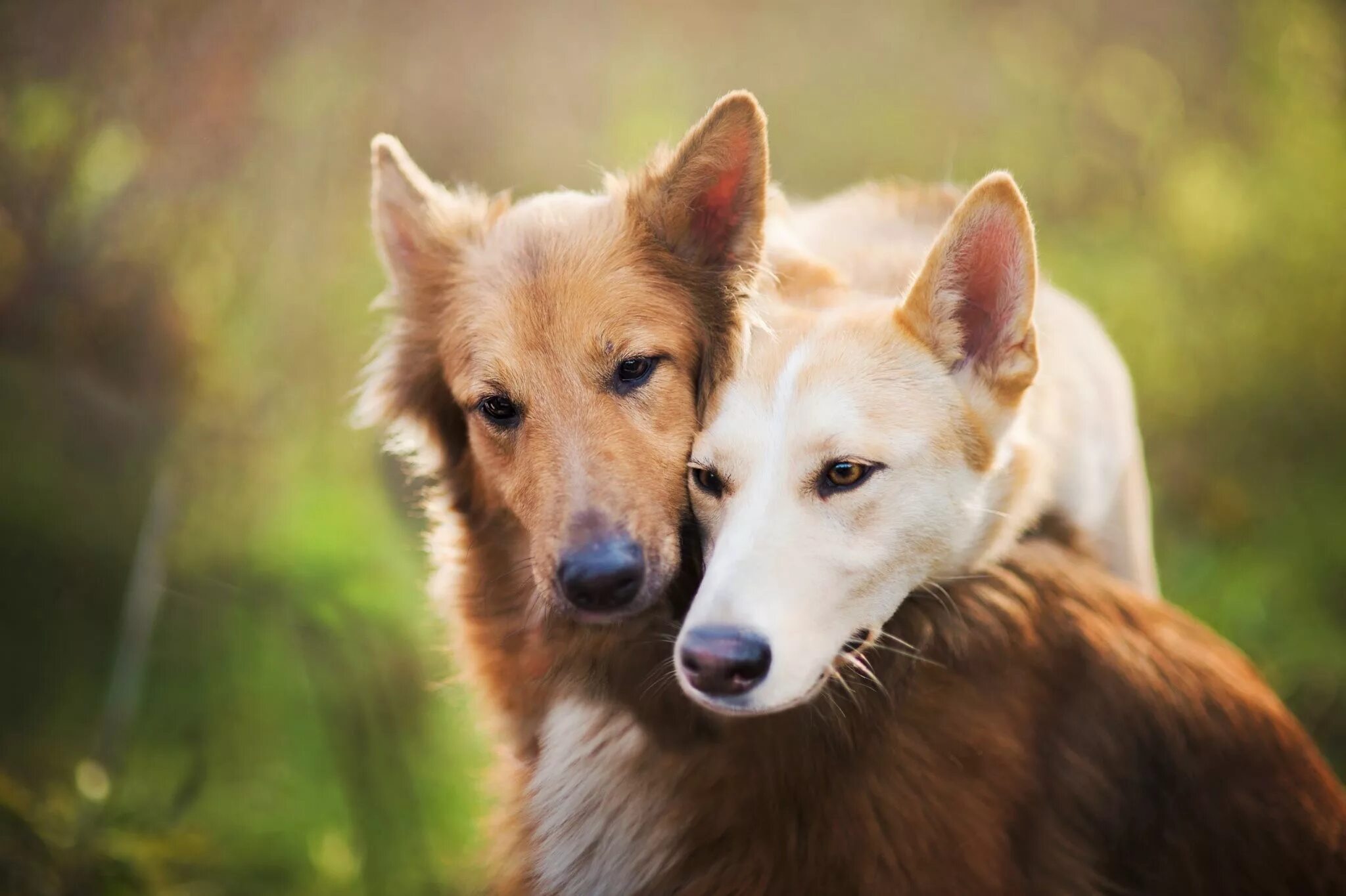 We two dogs. Красивые собаки. Собаки любовь. Две собаки. Собаки вместе.