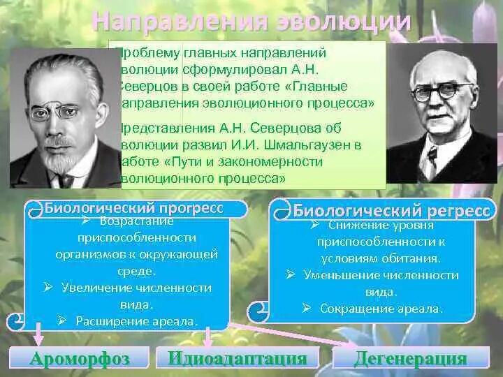 Северцов биологический прогресс. Шмальгаузен о направлениях эволюции. Шмальгаузен и Северцев. Северцов направления эволюции. Северцов и Шмальгаузен о направлениях эволюции.