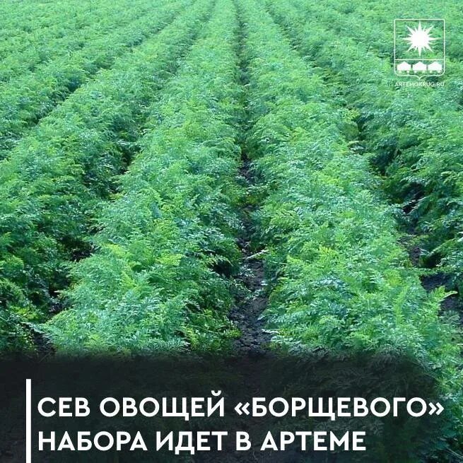 ООО сельхозпредприятие «артёмовское». Садится на овощи