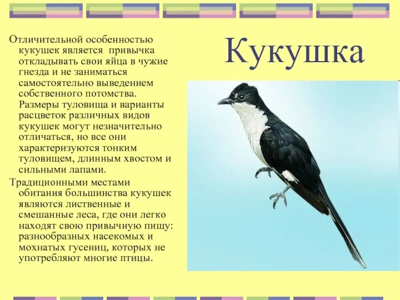 Жизнь кукушки небольшой рассказ. Информация о кукушке. Рассказ о кукушке. Особенности кукушки. Рассказ о птице Кукушка.