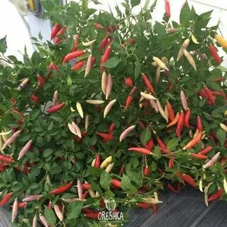 Перец острый с зеленью