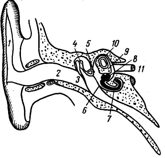 Слуховая труба вестибулярный аппарат. Строение уха и вестибулярного аппарата. Слуховой анализатор анализатор. Слуховой анализатор строение уха. Строение слухового анализатора рисунок.