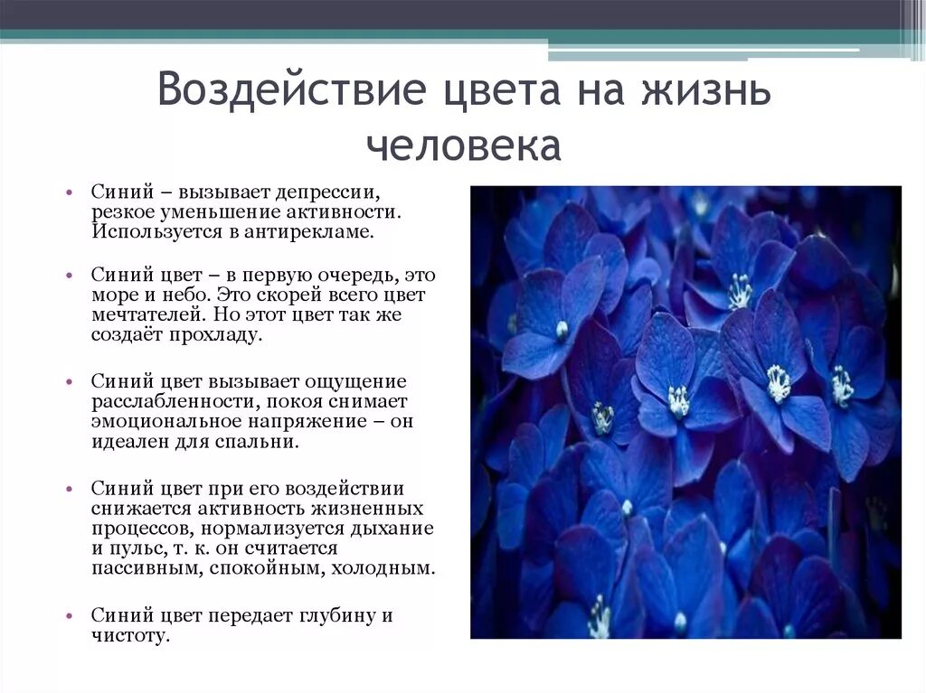 Синий самый любимый цвет. Синий цвет в психологии. Iсиний цвет в психологию. Психология синего цвета для человека. Синий и голубой цвет в психологии.