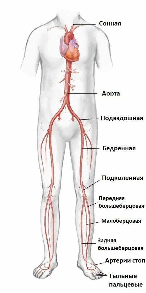 Аорты нижних конечностей. Брюшная аорта и артерии нижних конечностей. Аорта сосудов нижних конечностей. Подвздошная артерия анатомия. Артерии туловища.