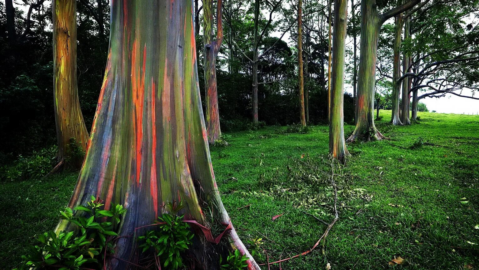 Редкое дерево растущее. Радужный эвкалипт (Eucalyptus deglupta. Радужный эвкалипт с острова Минданао. Радужный эвкалипт Гавайи. Эвкалиптовый лес Австралии Радужный.