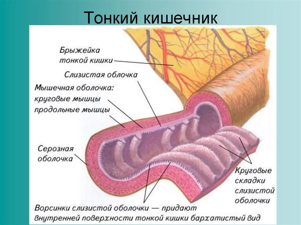 Строение оболочек тонкой кишки. Слизистая оболочка тонкого кишечника строение. Тонкая кишка анатомия строение. Оболочки тонкой кишки анатомия. Слизистая оболочка 12 кишки