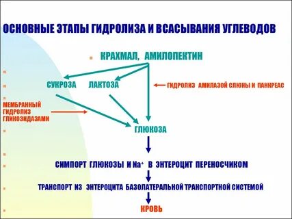 Гидролиз человека