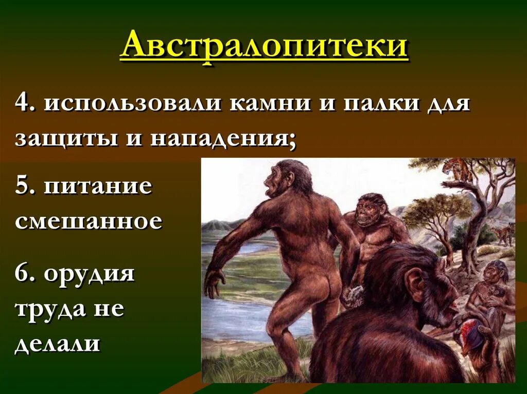Чем питались австралопитеки. Австралопитек характеристика. Чем питались австралопитеки. Чем питались австралопитеки. Рост австралопитека.