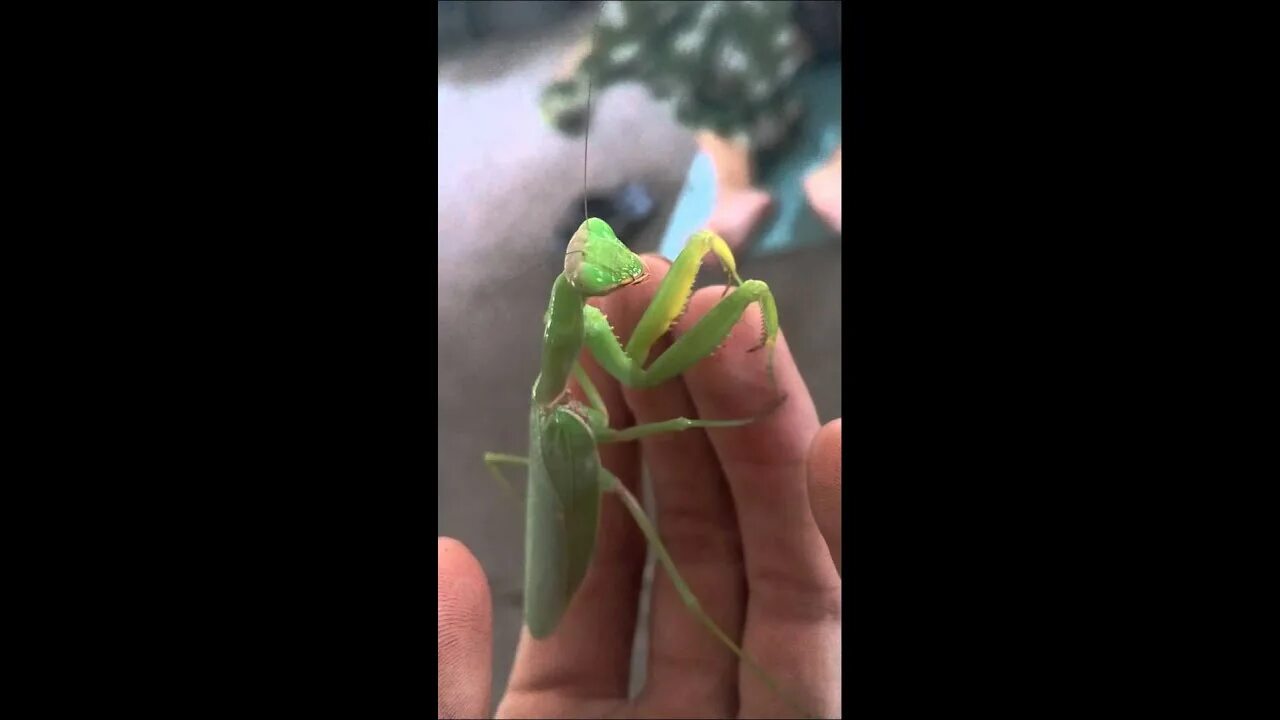 Как приручить богомола