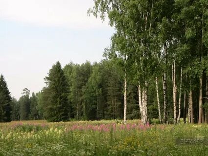 Береза спб