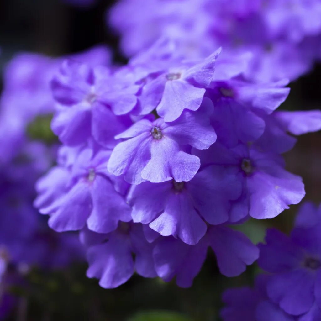 Породы фиолетовых цветов. Сиреневые цветы. Фиолетовые цветы. Фіолетові квіти. Фиалка.