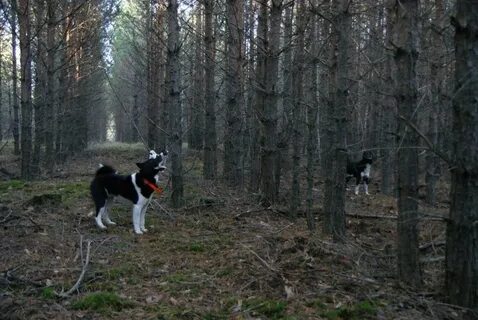 Собаки нижегородская область