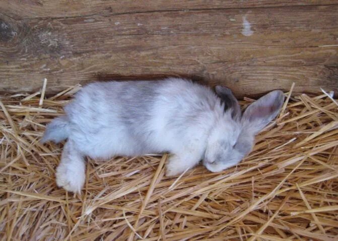 Спящие кролики фото. Small Gray Rabbit sleeping. Gray Rabbit sleeping on thighs. К чему снится кролик живой