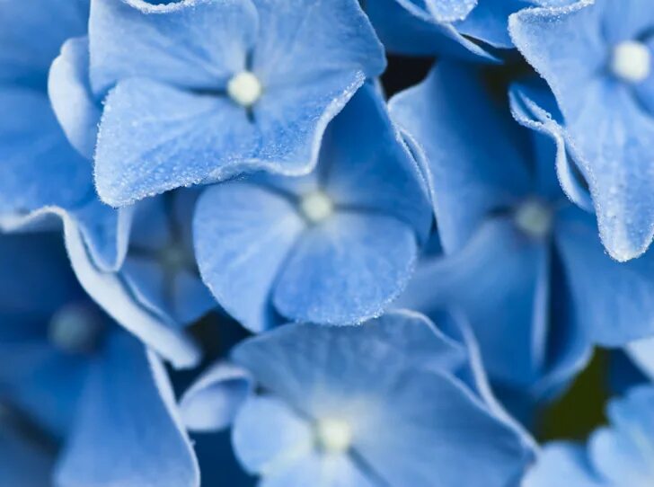Синий самый любимый цвет. Самый синий. Calming Blue Colour.