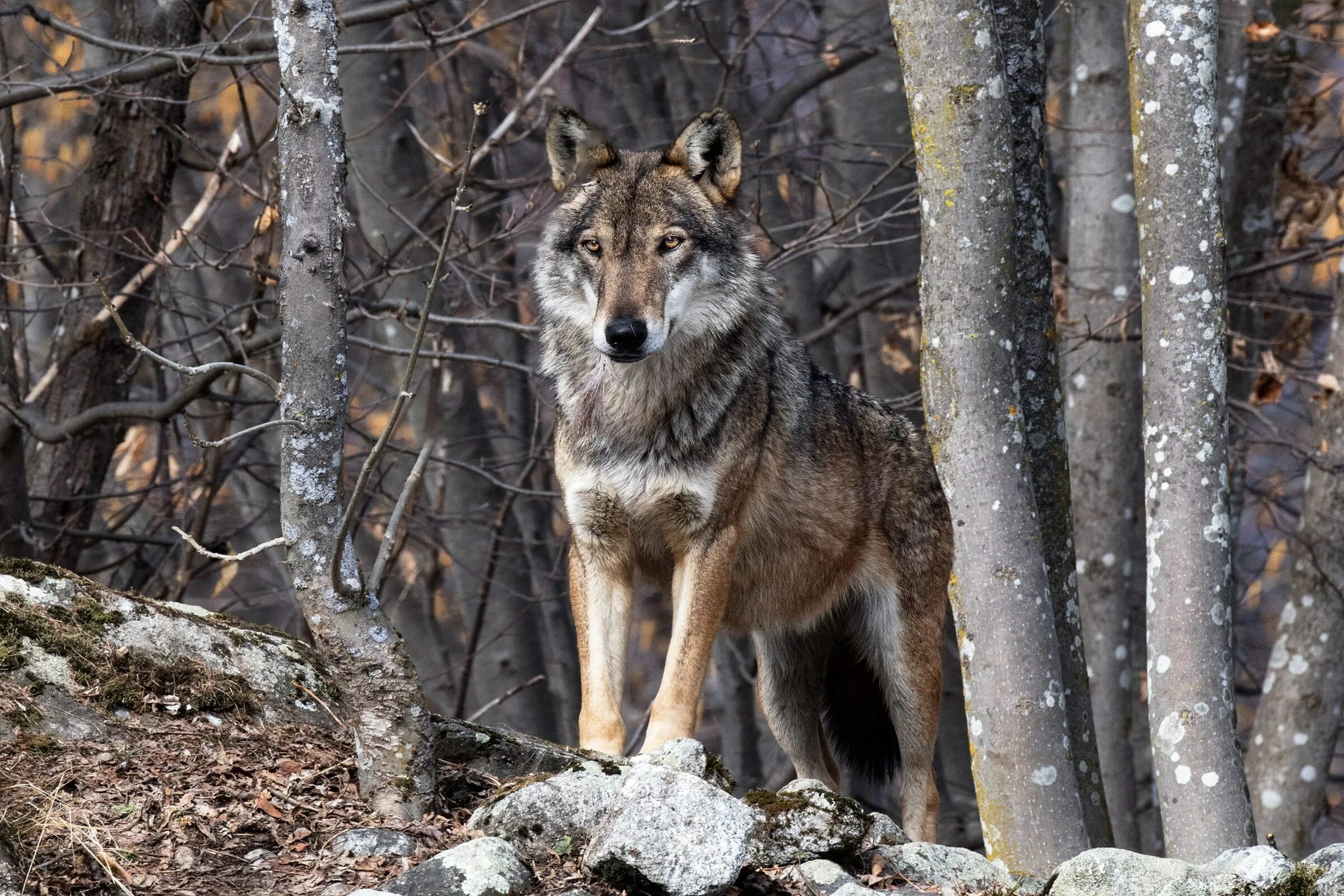 Wolf tree