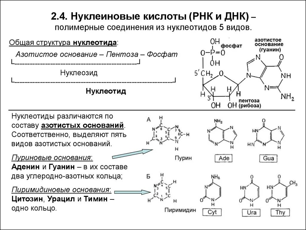 Элементы состава нуклеиновых кислот