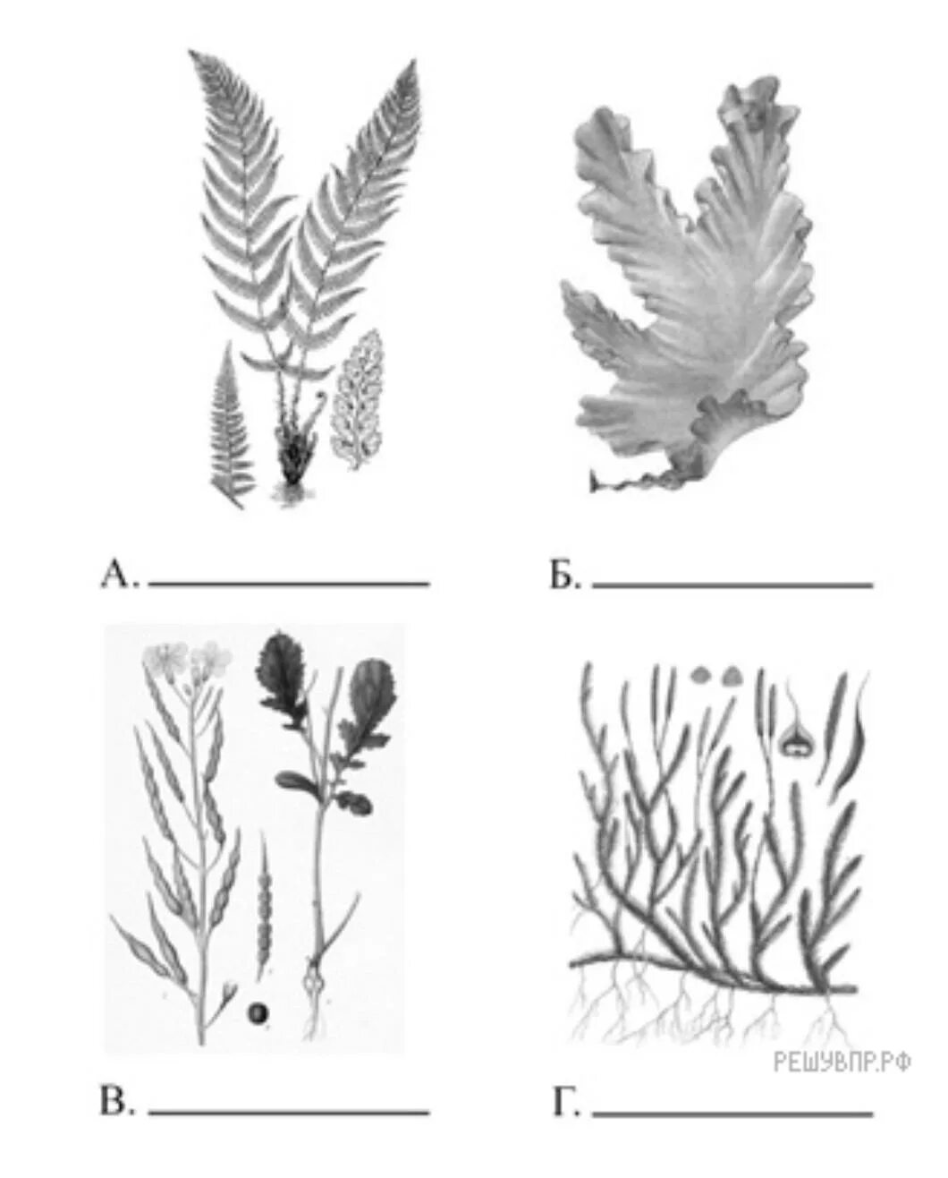 Впр по биологии 7 класс 2024г растения. Плауновидные Покрытосеменные папоротники зелёные водоросли. Водоросли ВПР. Рассмотрите изображение различных объектов живой природы. Зеленые водоросли ВПР по биологии.