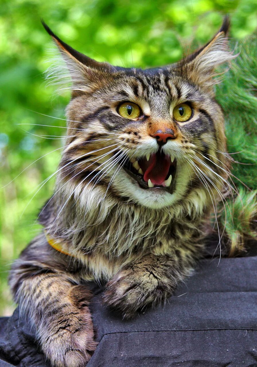 мейн куна валькирия. мейн кун в дикой природе. дикий кун. дикий кот мейн кун. мейн кун сердитый.