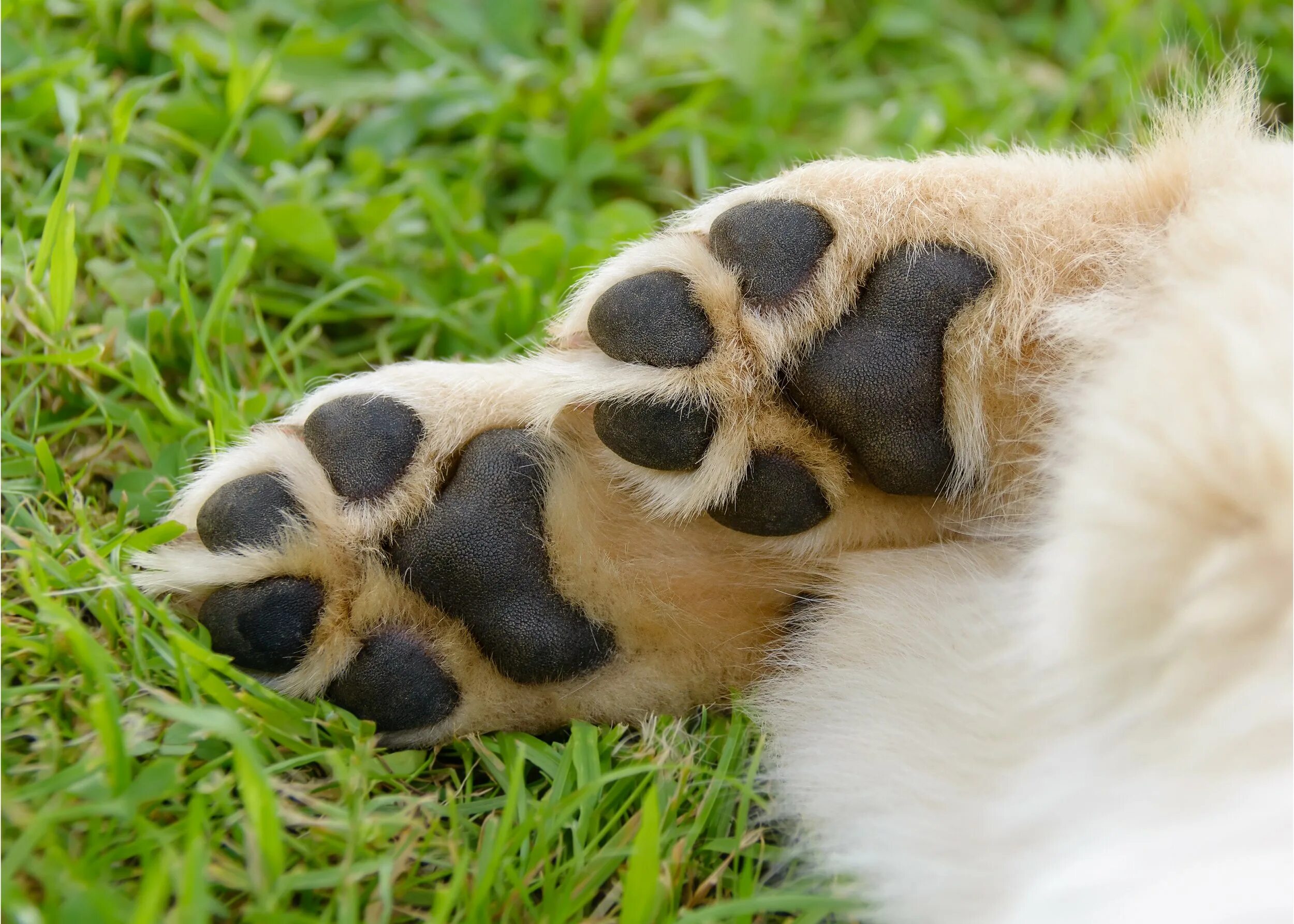 Dog paws