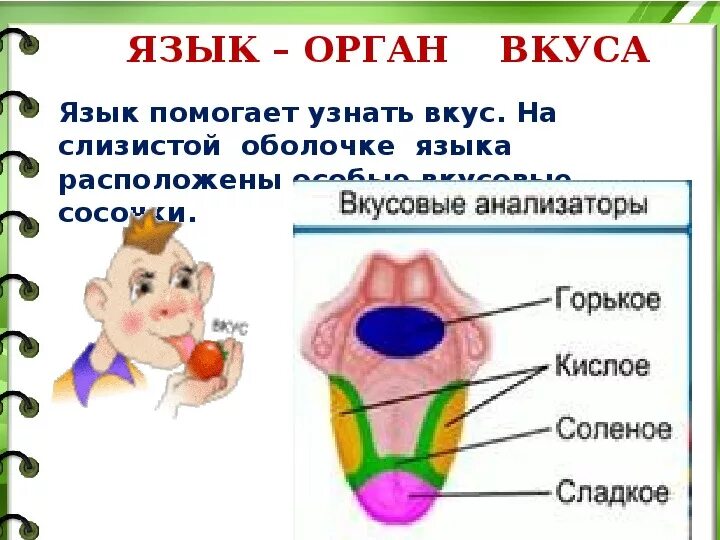 Органы чувств текст. Органы чувств схема 3 класс окружающий мир. Органы чувств человека 3 класс окружающий мир. Тема органы чувств 3 класс окружающий мир. Доклад на тему органы чувств человека 3 класс окружающий мир глаза.