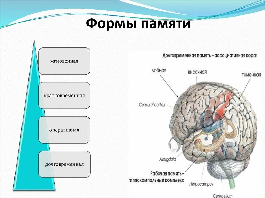 Строение головного мозга структура памяти. Структура памяти человека долговременная. Структуры отвечающие за память. Структуры головного мозга отвечающие за память. Память в каком отделе мозга