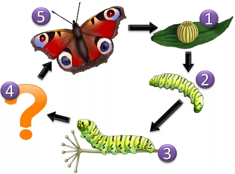 Яйцо личинка бабочка стадия развития. Цикл развития бабочки. Этапы развития бабочки 3 класс окружающий мир. Жизненный цикл бабочки капустницы. Стадии гусеница бабочка