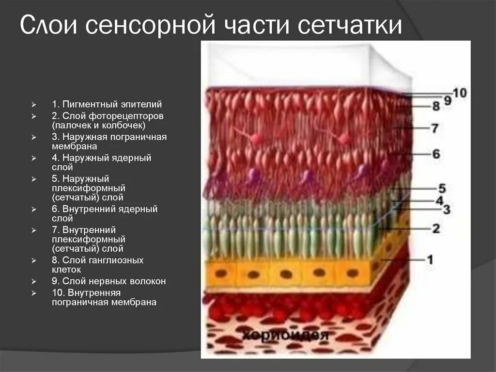 Пигментный эпителий сетчатки выполняет функции. Слои сетчатки глаза гистология. Пигментный эпителий сетчатки. Пигментный эпителий сетчатой оболочки.