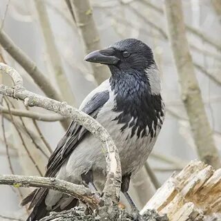 Самка ворона