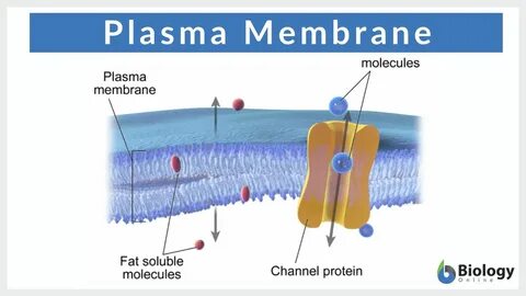 structure, function, and examples on Biology Online, the world’s most compr...