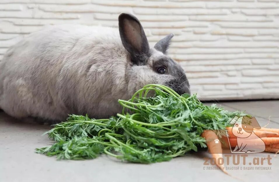 Кожура кроликам. Кролик 2023. Кролик с фруктами. Что едят Дикие кролики. Кролик с хозяевами.