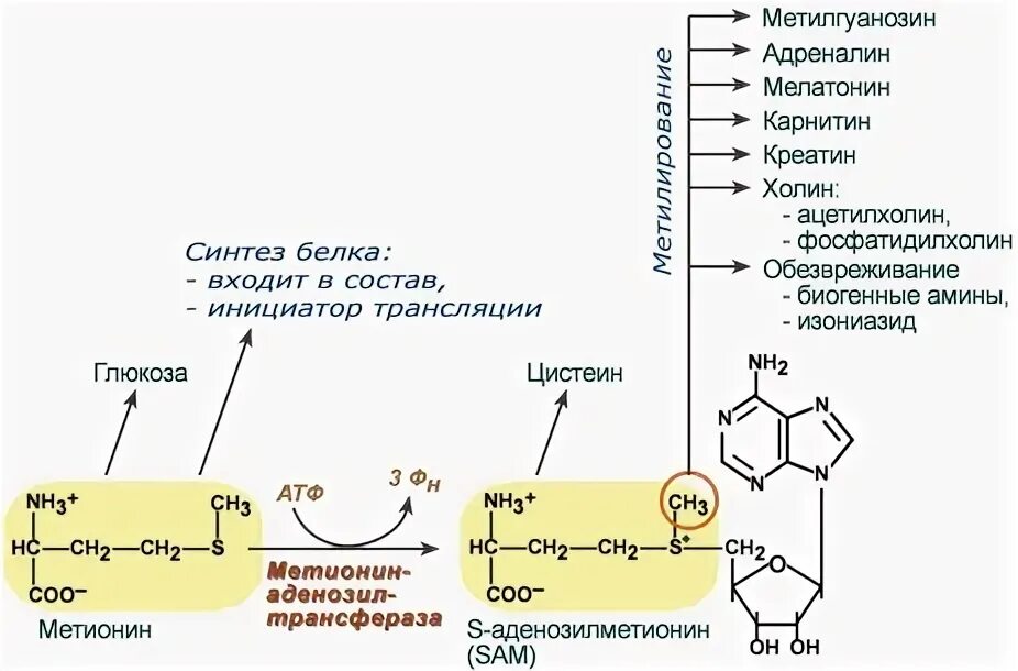 Метионин и липоевая кислота для печени. Роль метионина биохимия. Метионин в s-аденозилметионин. Схема синтеза метионина. Синтез карнитина биохимия метионин.