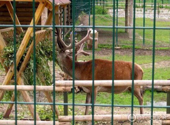 Сайт ярославского зоопарка. Ярославский зоопарк Ярославль. Ярославль улица Шевелюха 137 Ярославский зоопарк. Ярославский зоопарк животные. Ярославский зоопарк фото.