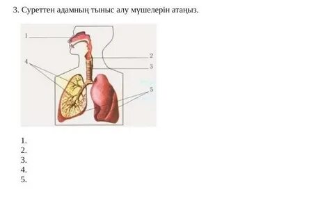 Тыныс алу анатомиясы