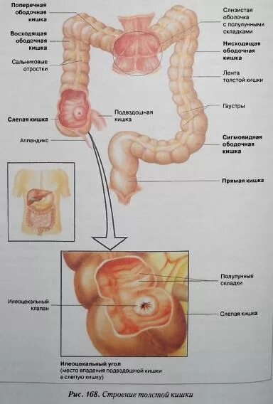 Начальным отделом кишечника является: найдено 78 изображений