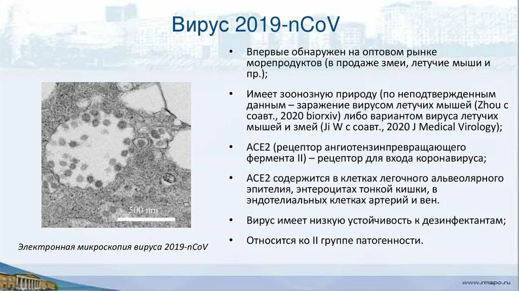 Вирус где найду. Вирус 2019. 2019-NCOV вирус относится. 2019-NCOV вирус относится к роду. 2019-NCOV.