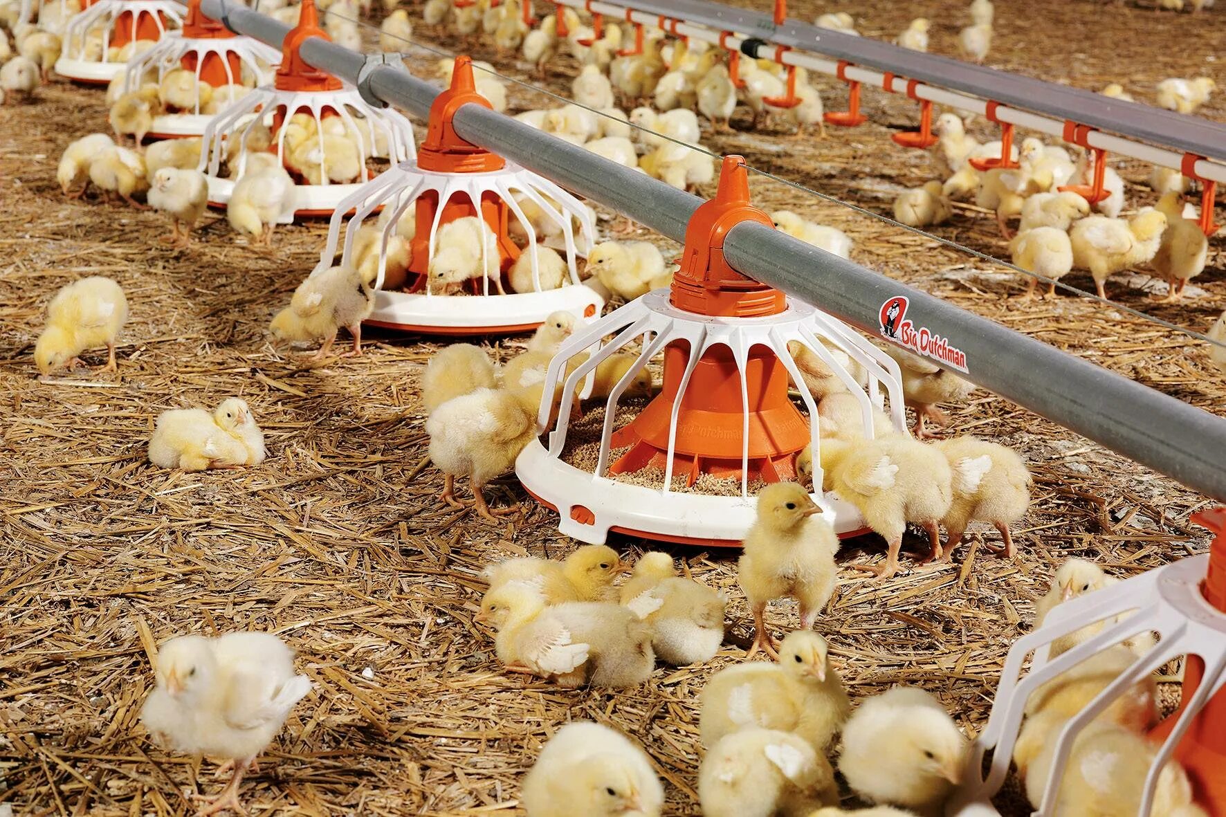 Особенности разведения птиц. Условия для птицеводства. Оборудование для птицефермы. Цыплята на ферме. Сельское хозяйство птицеводство.