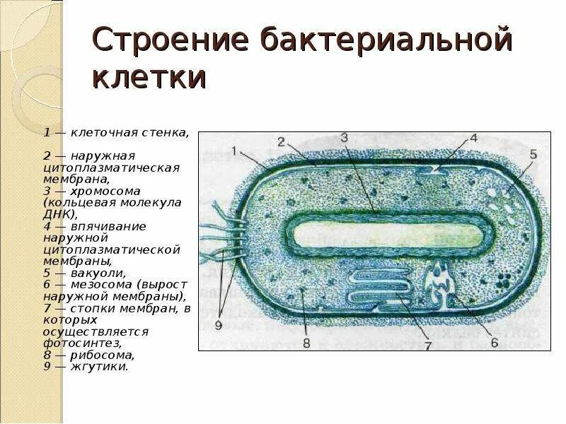 Выход прокариот на сушу. Строение бактериальной клетки 9 класс биология. Рис. 2.2. Строение бактериальной клетки. Строение бактериальной клетки 6 класс биология. Зарисовать строение бактериальной клетки.